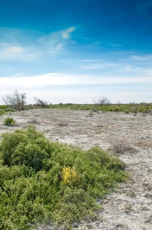 草原盐渍土