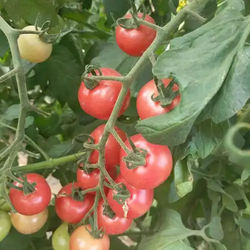 明利蔬菜卷珠帘水果西红柿,黄宝石,黑珍珠酸酸甜甜的小柿子上市了