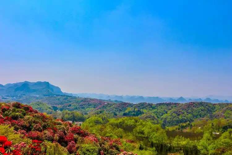 贵州对记者免费开放的风景区百里杜鹃