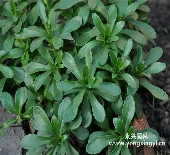 水三七图片植物图片,三七图片植物图片_大山谷图库