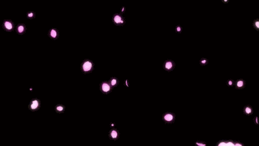 ◣最美那时樱花雨◥