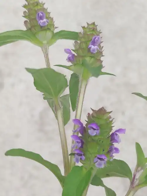 夏枯草-麻辣摄影-麻辣社区