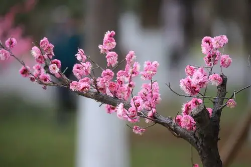 "南京玄武湖风景名胜区神策门公园梅花摄影游记