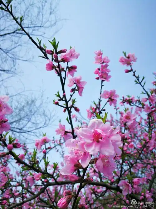 江南三月天,春暖花开时 - 美篇