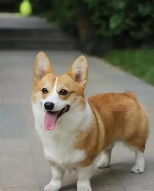 威尔士柯基犬,外表可爱,内心彪悍的狗狗,你爱了吗?