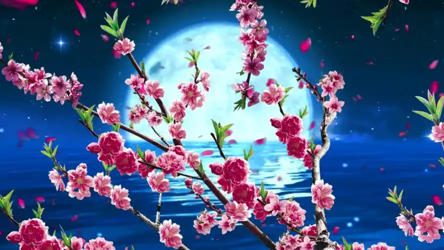 月亮桃花花瓣湖水圆月梅花高清晚会背景视频素材