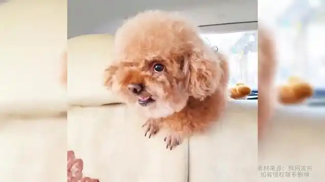 小泰迪被欺负跟主人告状,学的那是有模有样!_网易视频
