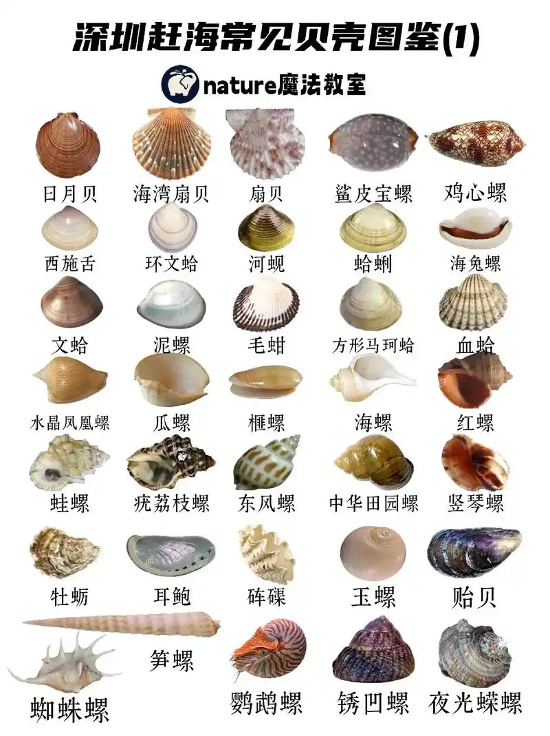 对,你甚至在海里也逃不掉蟑螂04(赶海常见生物收录!一图让你 - 抖音