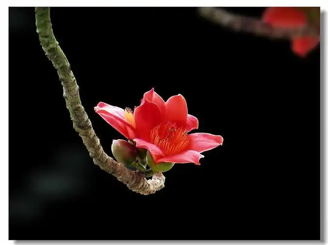 送你一朵木棉花