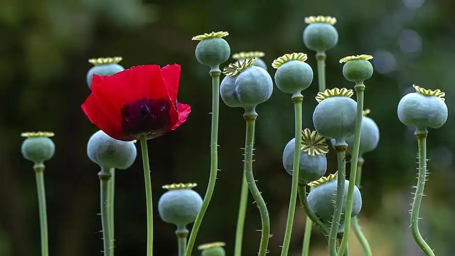 罂粟 视觉中国 资料图