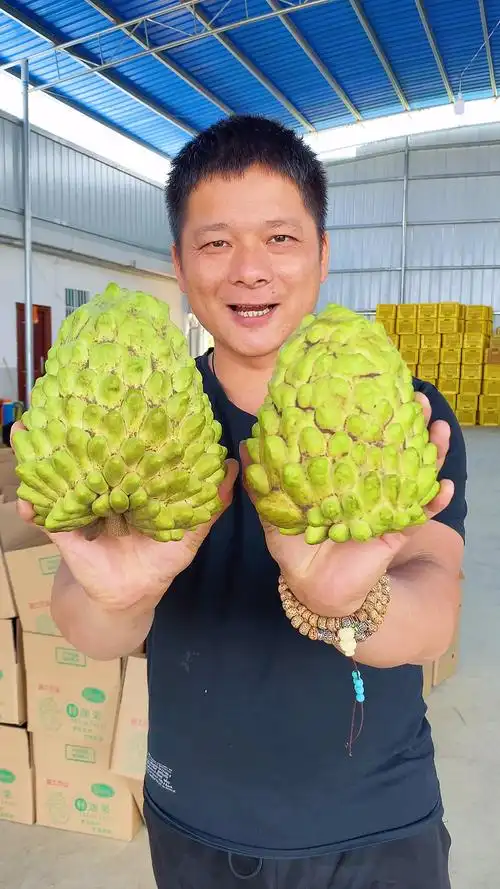 十大稀有水果之一的释迦果也叫佛头果