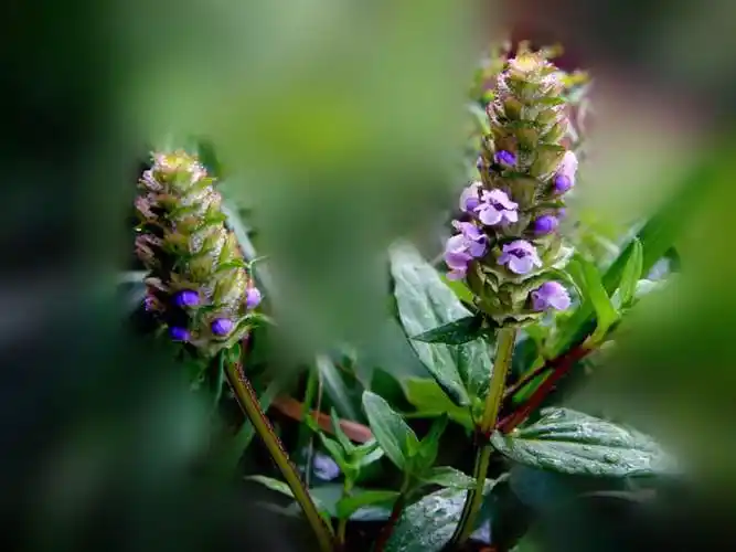 中药材夏枯草图片大全中药材夏枯草长的什么样子它的功效是什么