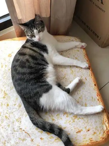 养品种猫和土猫的体验会有多大不同?