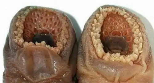 这张图片被冠以世界上最恶心的图片,是利用莲蓬和女性的胸部ps合成的