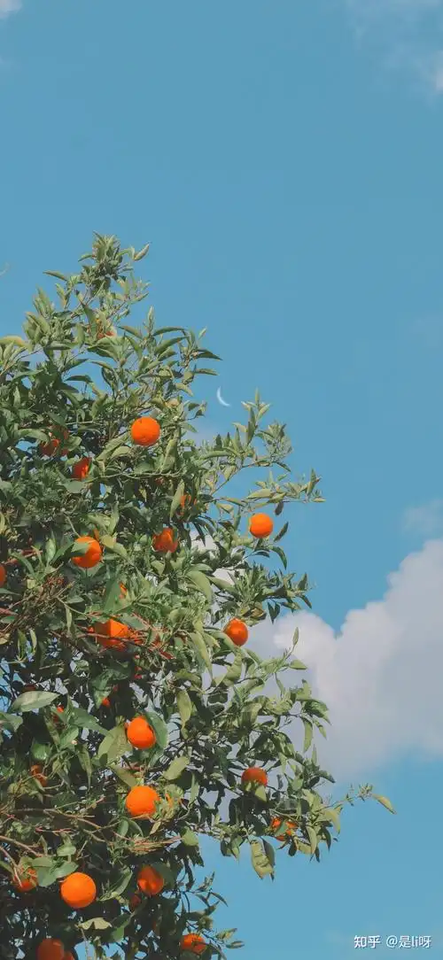 有什么保护眼睛的手机壁纸求推荐