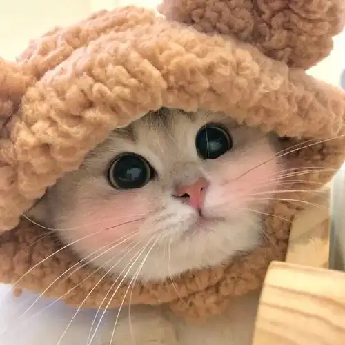 超可爱的猫咪头像哦