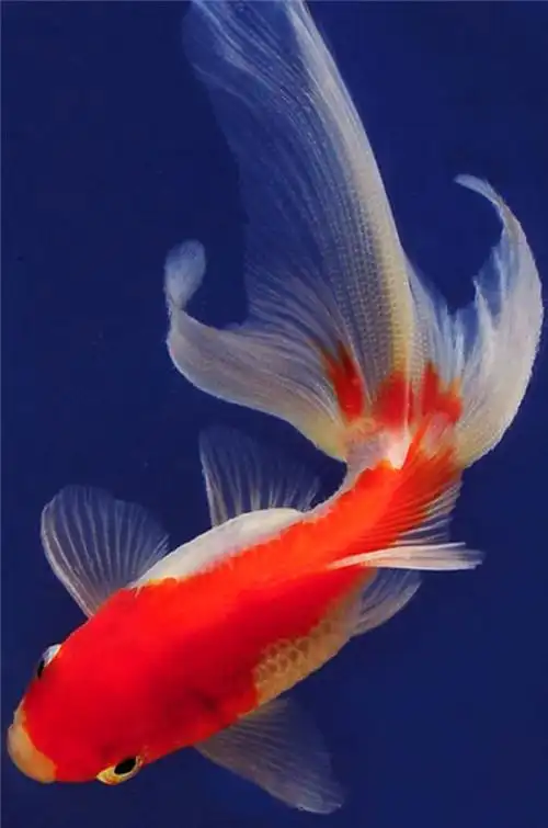 鱼- 堆糖,美图壁纸兴趣社区