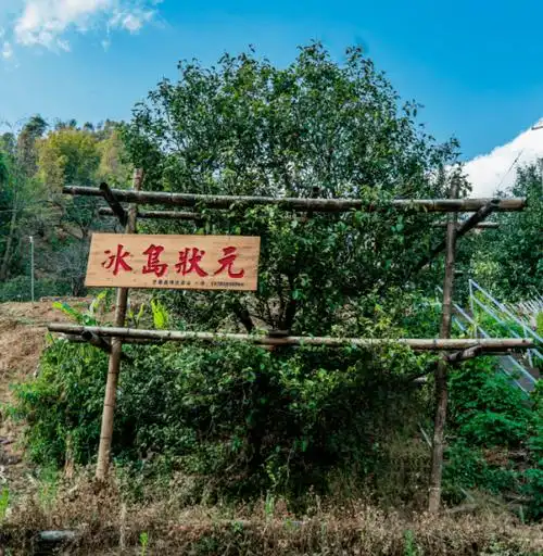 冰岛老寨春茶上市如何不被割韭菜听冰岛one怎么说