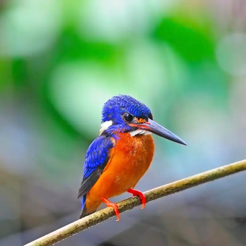 雄性蓝耳翠鸟,可爱的翠鸟,男性发蓝耳翠鸟 (alcedo meninting) 坐在