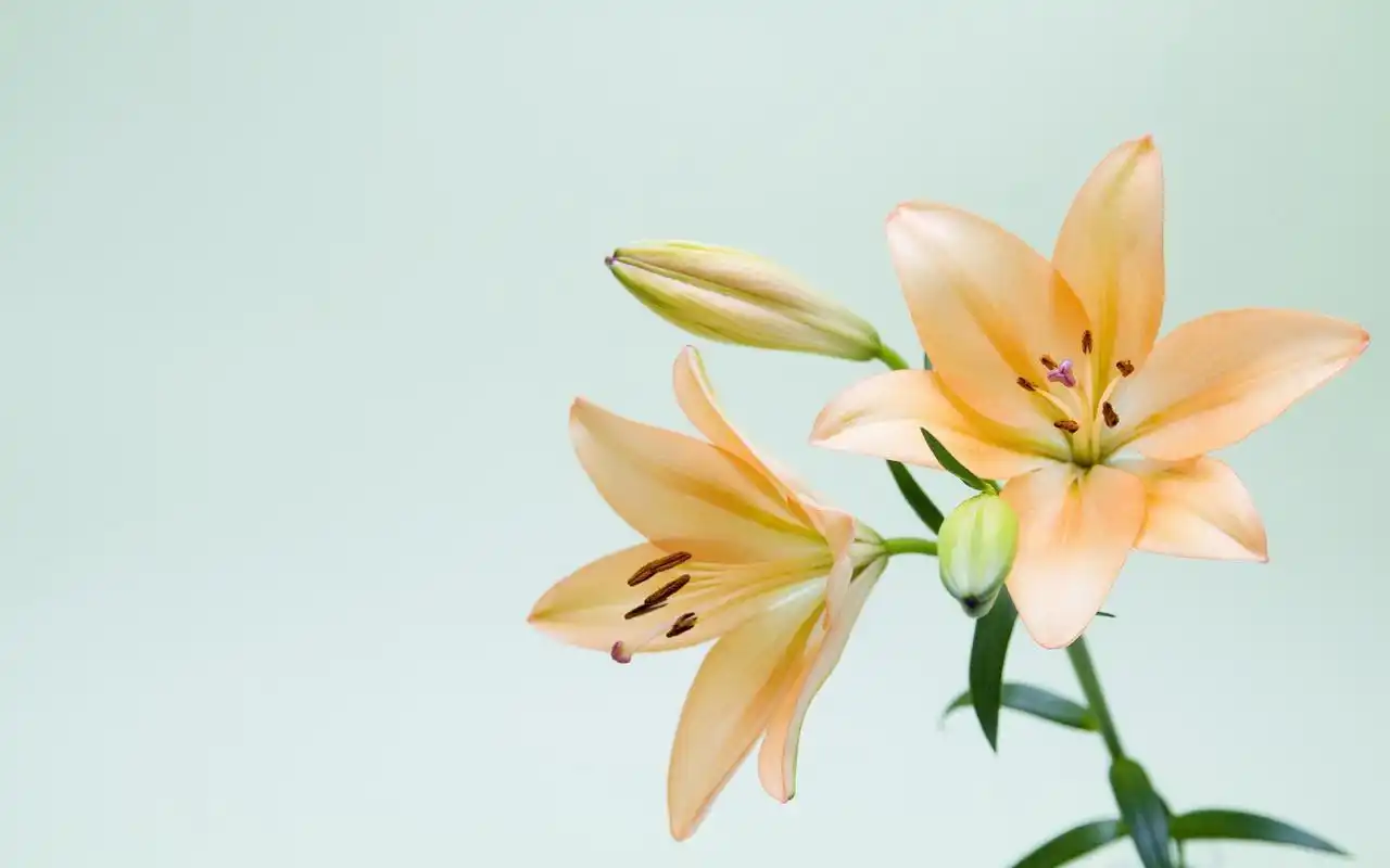 淡雅百合花高清桌面壁纸