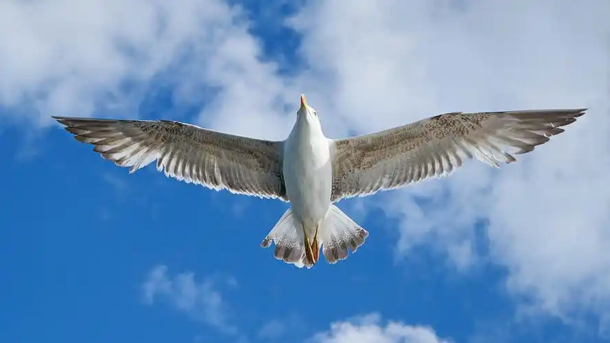海鸥天空飞翔5k壁纸壁纸