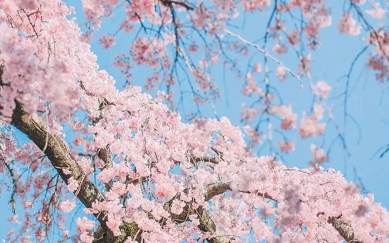 浪漫樱花唯美高清桌面壁纸