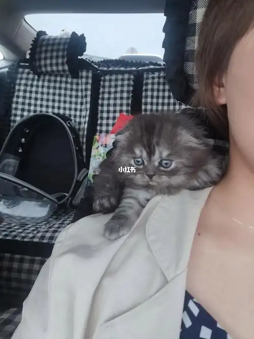 美短跟蓝猫的崽,想不通为啥会是长毛