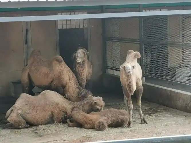 徐州动物园一游