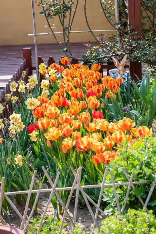 如果你有一 个花园,建议种植郁金香(附种植要点)