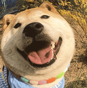柴犬表情包合集|嘎嘎,怪不好意思