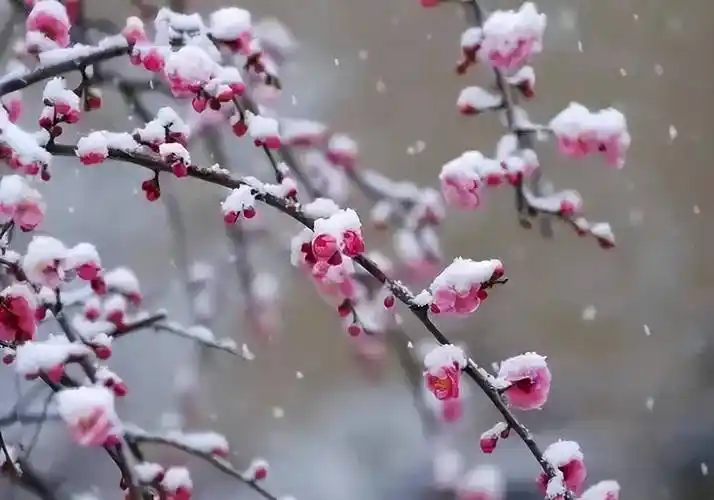 用一条微信给亲人朋友们送去万般情意,大雪到啦,忽然一夜清香发,散作