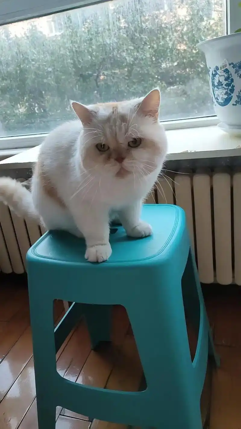 长春本地乳色英短加菲串串无偿领养