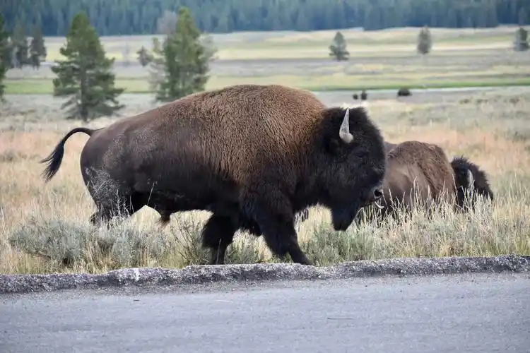 原野图腾61北美野牛