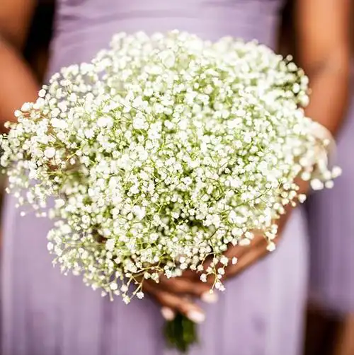 手捧满天星的图片唯美