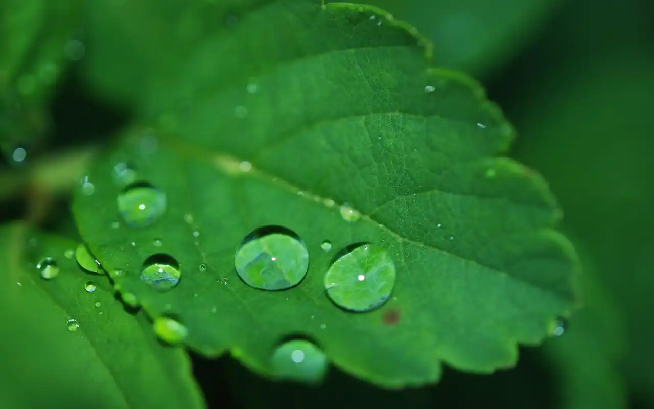 绿色护眼小清新图片桌面壁纸