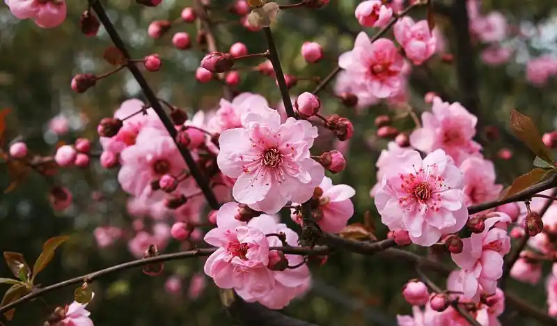 梅花十大稀有品种之首名贵梅花品种排名大全及图片