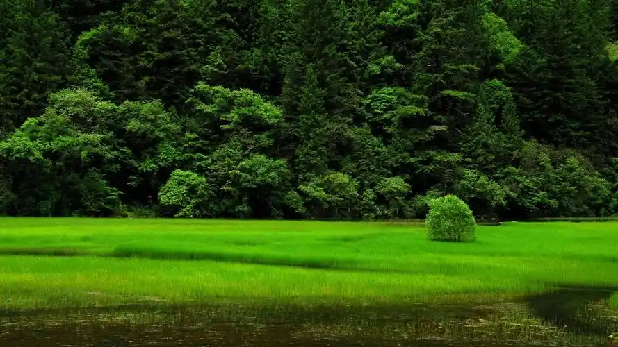 绿色大自然风景图电脑高清桌面壁纸下载