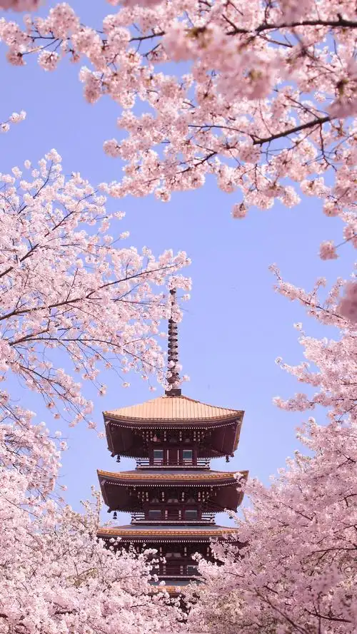 花海- 堆糖,美图壁纸兴趣社区