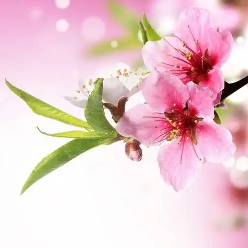 桃花笑_好看的微信头像图片_扣扣居