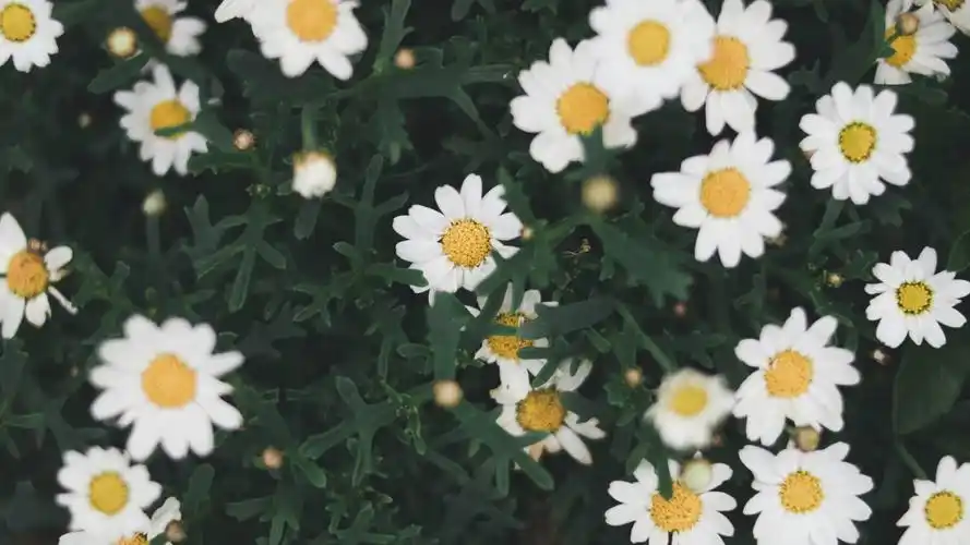 首页 桌面壁纸 植物壁纸 小清新唯美花卉图片电脑壁纸(8/ 8) 2020-06