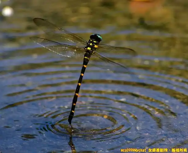 蜻蜓点水 - mychat 数位男女_生态.风景