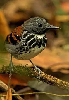 动物园真实鸟类合集