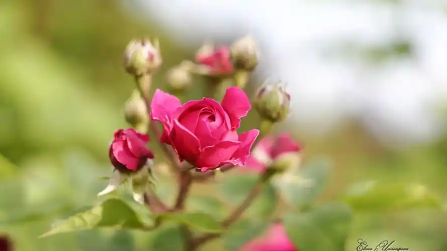 精选小清新花朵高清电脑桌面壁纸