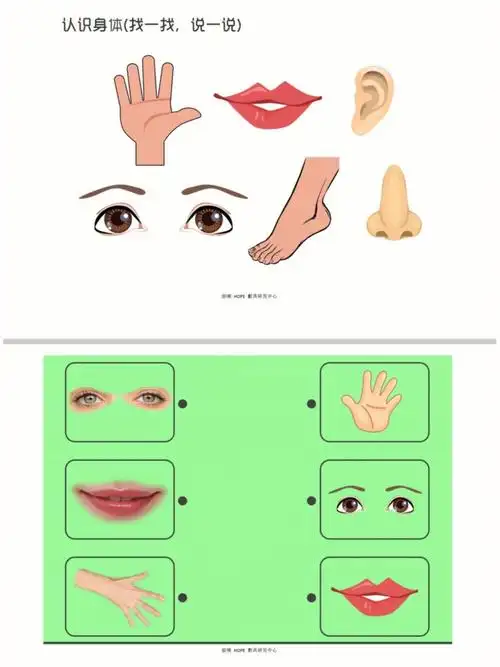 身体部位认知