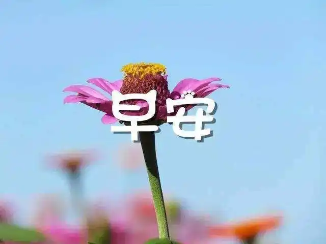 最美的早安祝福语句,漂亮的早上好问候图片