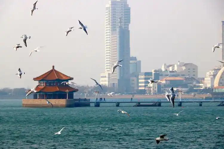 青岛栈桥阳光下的海鸥 - 美篇