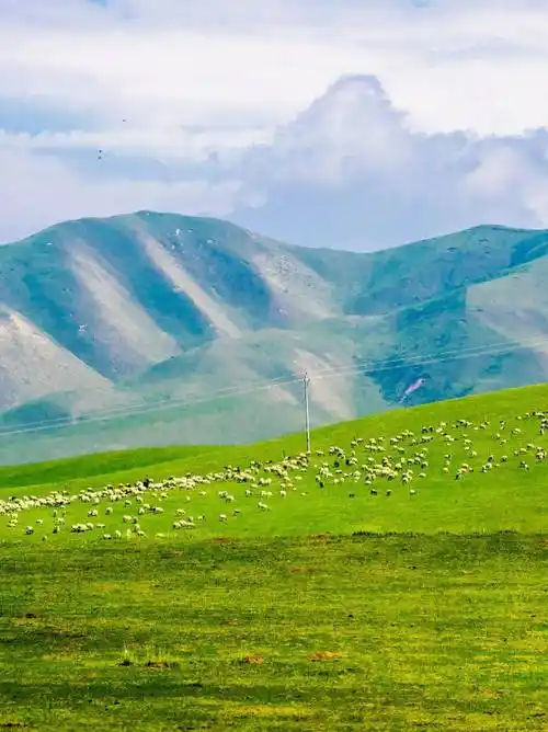 从荒漠草原到草甸草原,近18万平方公里的草场占据着锡林郭勒的土地,在