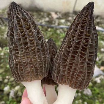 轻恋云南野生羊肚菌新鲜现摘当季菌菇鲜货蘑菇特产空运1斤空运