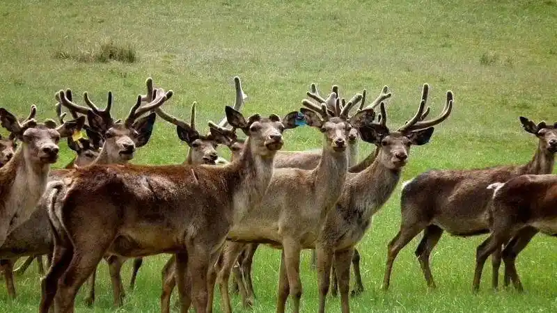 鹿场饲养有近千只马鹿,白唇鹿和梅花鹿,是亚洲最大的半野生鹿驯养基地