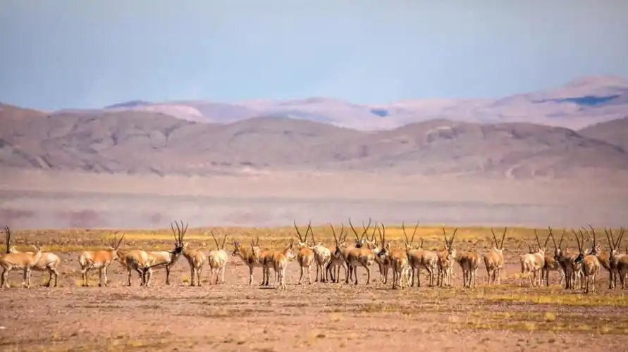 国内又一列旅行专列通车,雪山,戈壁,沙漠…一路朝圣